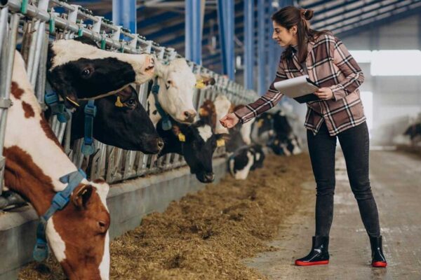 Cattle-Driven H5N1: A New Threat to Human Health