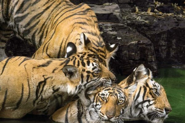 Guru Ghasidas-Tamor Pingla declared India’s 56th tiger reserve