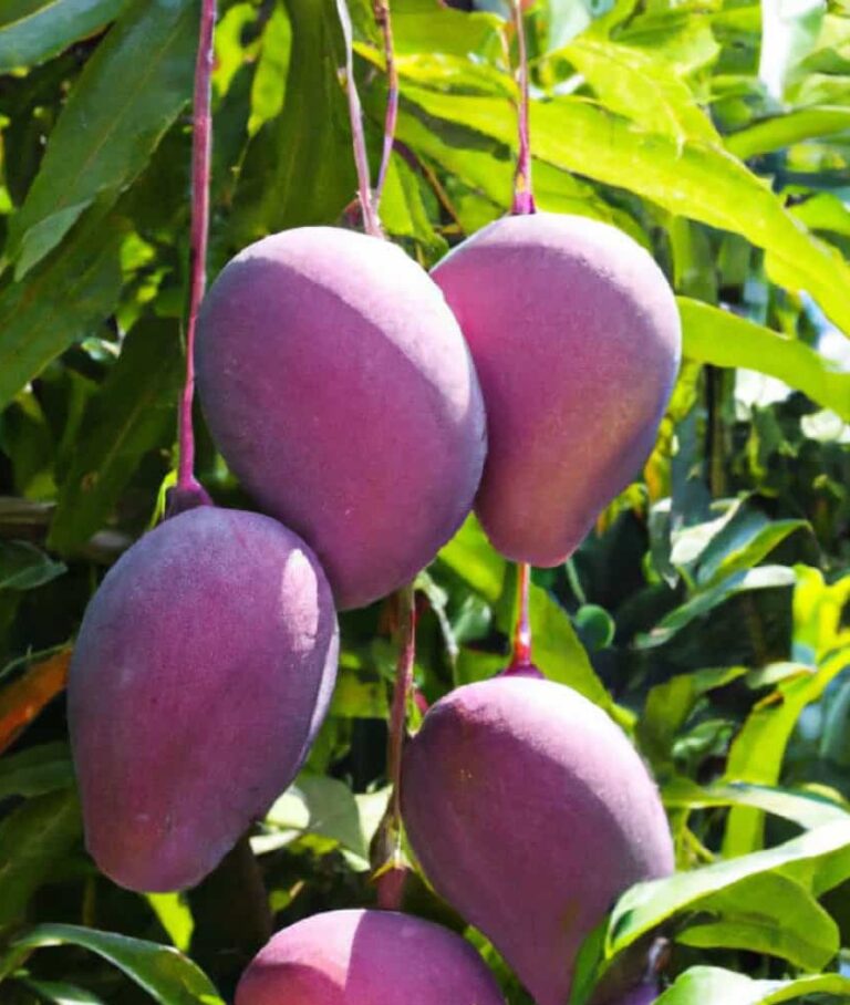 Not gold, it’s a mango – worth Rs 3 lakh per kg