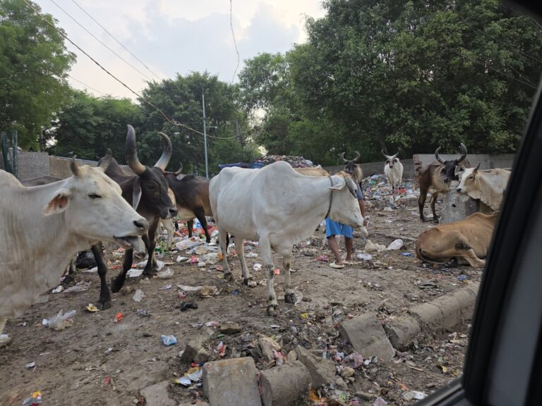 Clean Gurugram first, says ex-Jet Airways CEO amid Disneyland proposal in Haryana