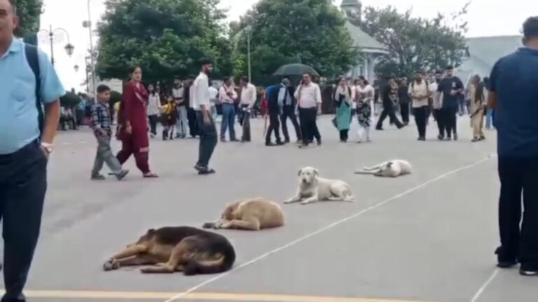 Shimla launches GPS, QR-based drive to manage stray dogs