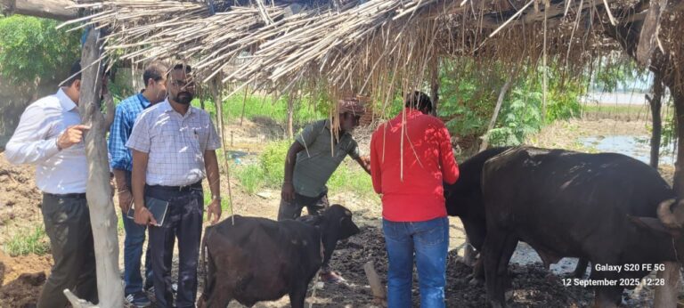 Punjab launches action plan to protect livestock after floods