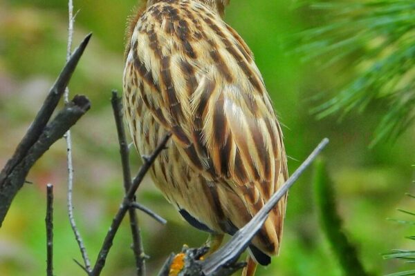Rare Yellow bittern sighted for first time in Himachal’s Kinnaur