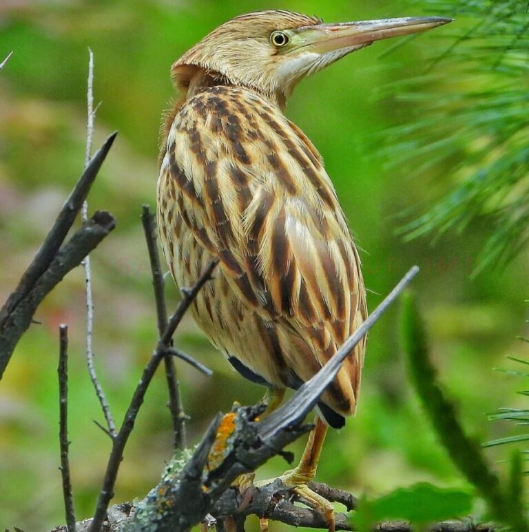 Rare Yellow bittern sighted for first time in Himachal’s Kinnaur