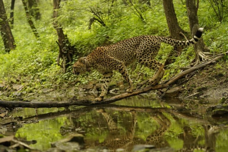 Cheetah project shows ‘revived ecological heritage’: PM Modi