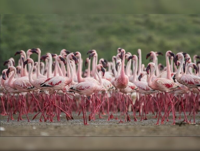 India adds two more sites to Ramsar wetland list