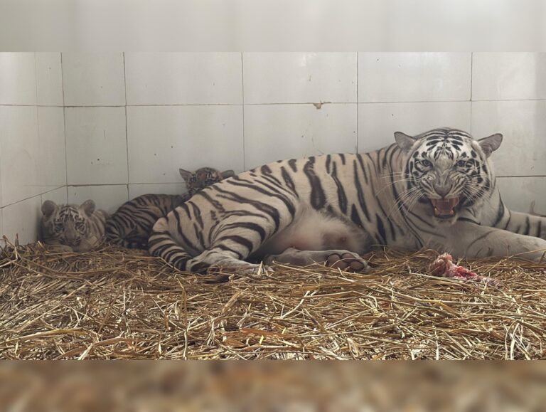 Over 5 lakh people visited Chhatbir Zoo last year
