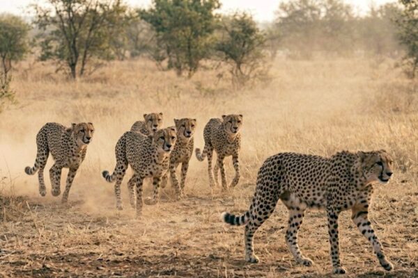 Eight Cheetahs from Botswana to Arrive at Kuno, India’s Cheetah Count to Rise to 46