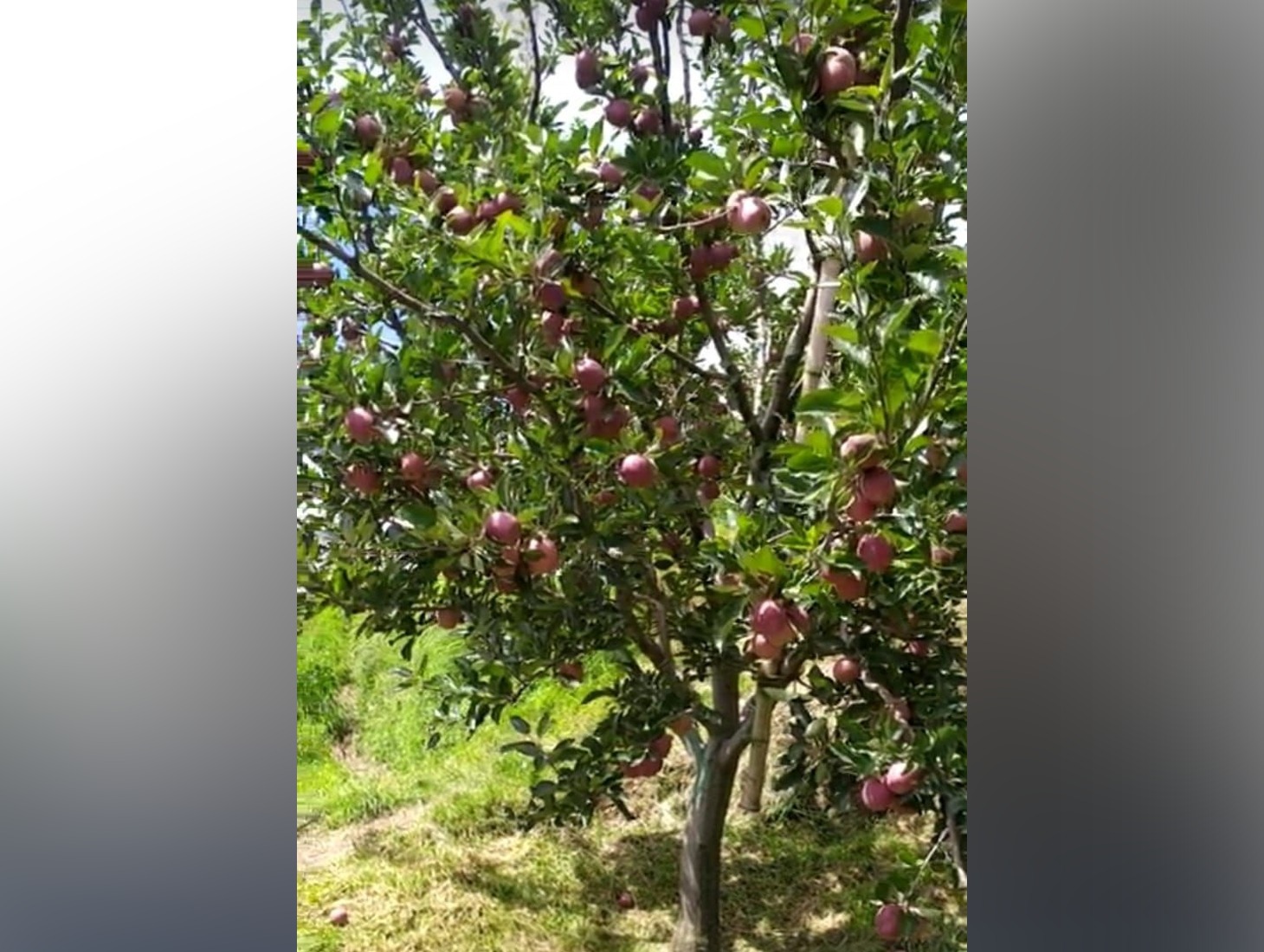 Himachal Apple