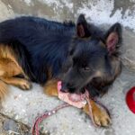 Bullet-wounded canine soldier 'Tyson'