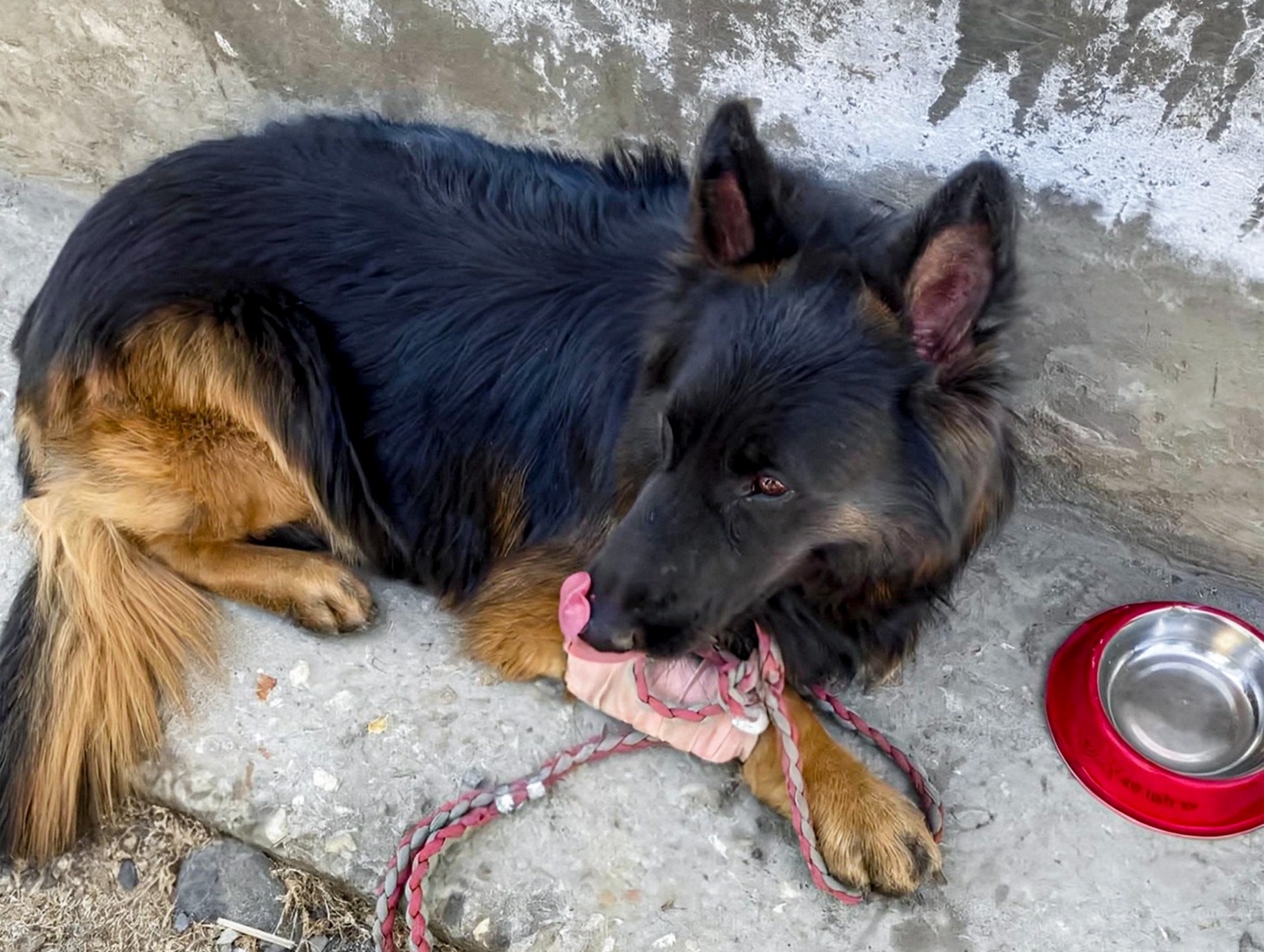 Bullet-wounded canine soldier 'Tyson'