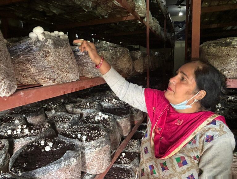 Mushroom Farming Changed Her Life: Anju Bala’s Journey of Determination