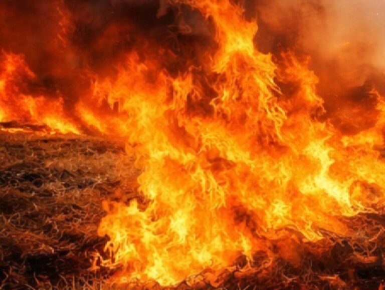 Paddy-harvesting Season: 90 pc reduction in fire incidences in Punjab, Haryana