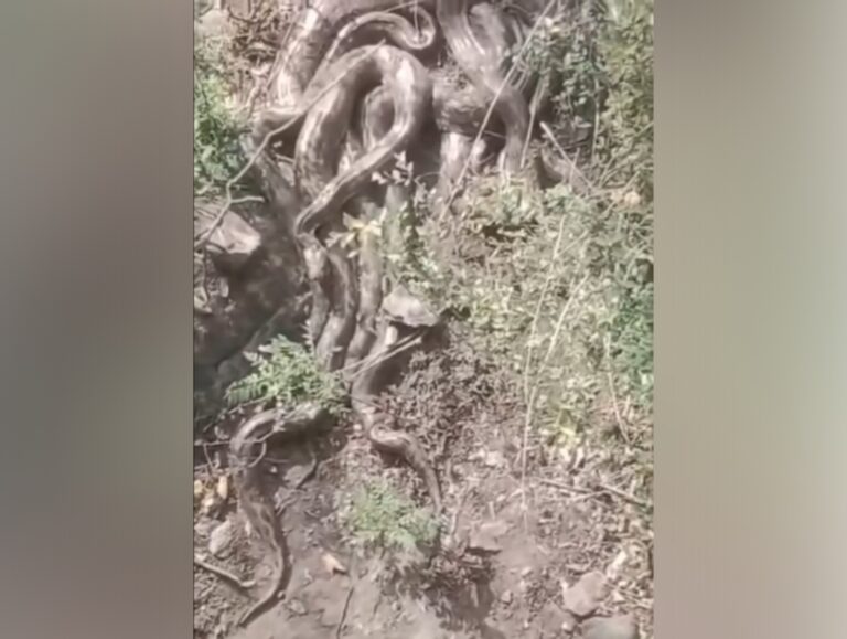 Five pythons spotted together in Kangra, video spreads panic