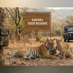 Tigress ST-17 gives birth to 3 cubs in Sariska, tiger count rises to 53
