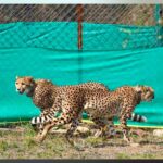 Cheetahs brought from Botswana