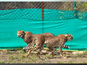 Cheetahs brought from Botswana
