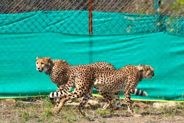 Cheetahs brought from Botswana