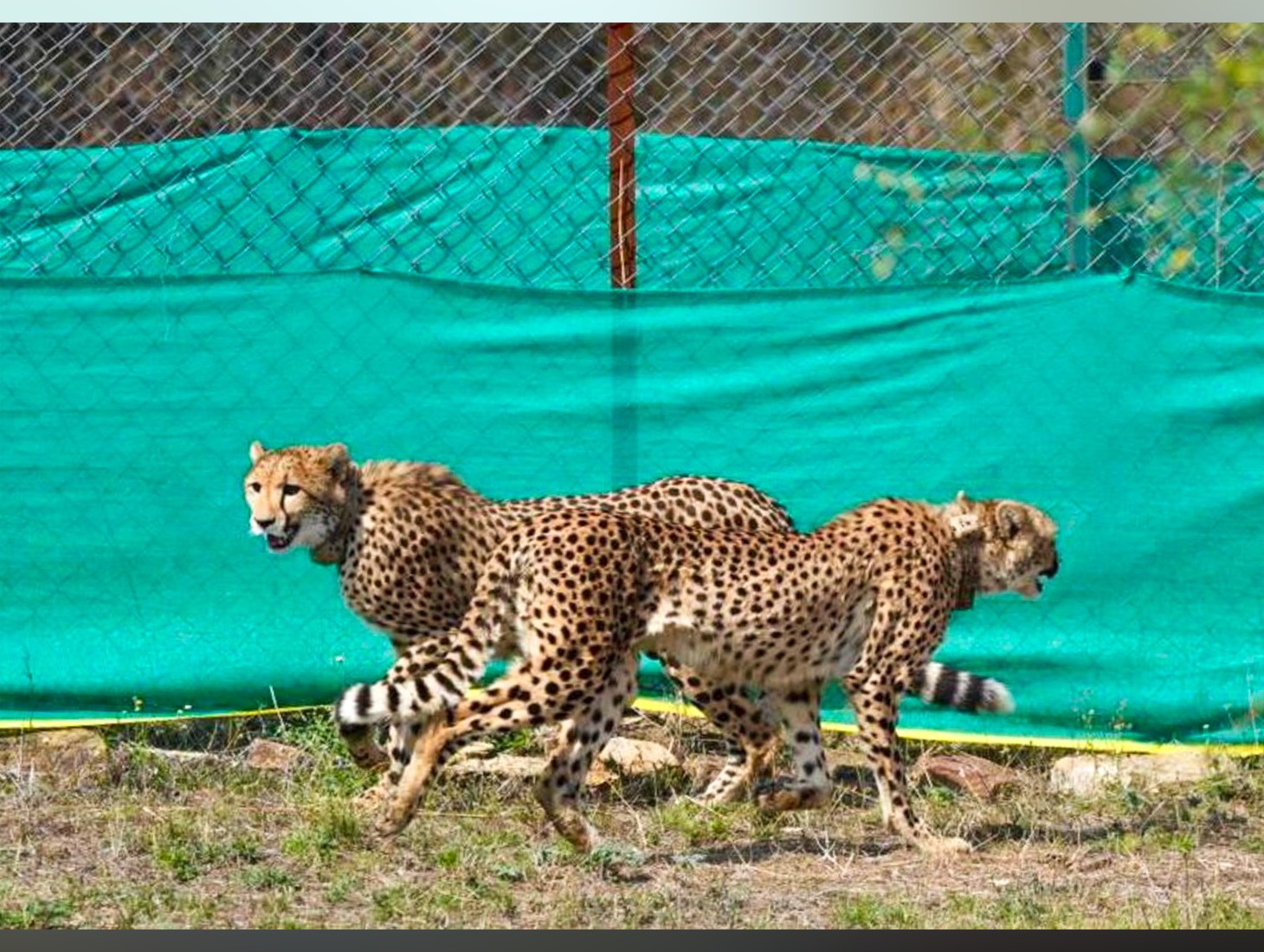 Cheetahs brought from Botswana