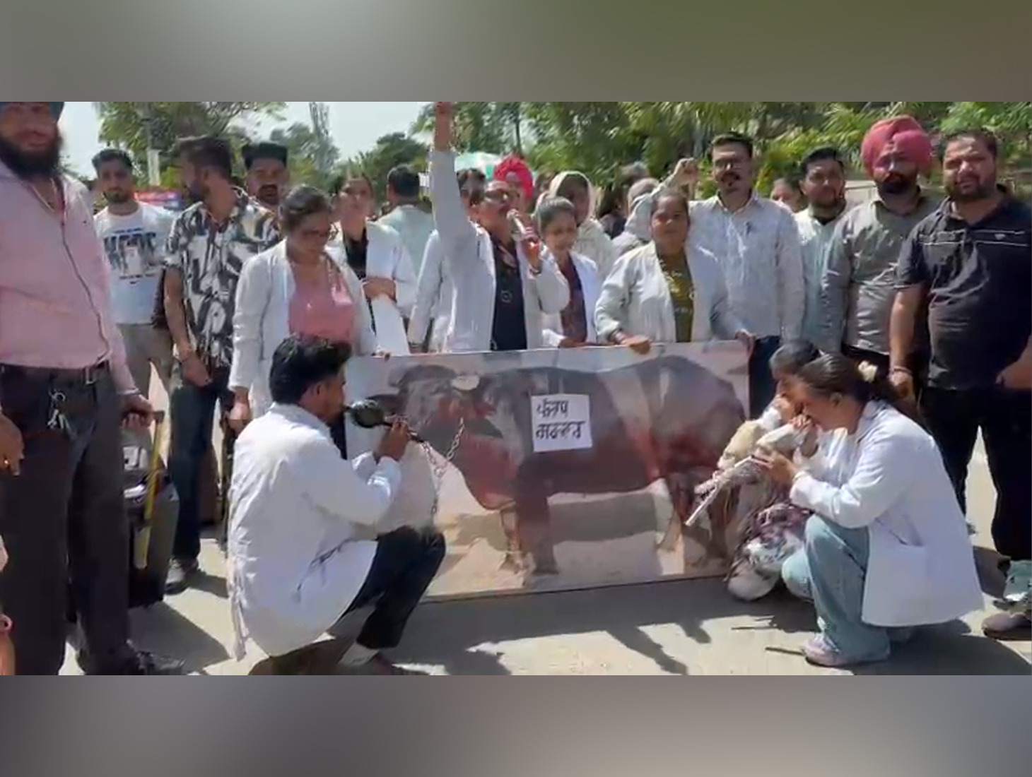 Nurses Play Flute Before ‘Government Buffalo’ in Patiala Pay Protest