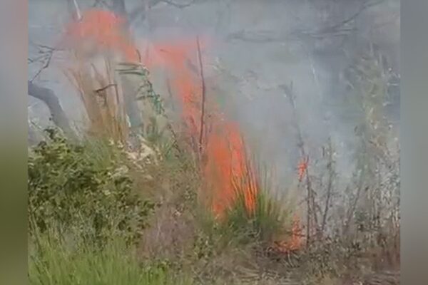 Massive Blaze Erupts in Forest Behind Gokul Welfare Society