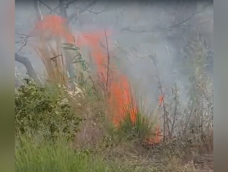 Massive forest blaze erupts behind Gokul Welfare Society in Pinjore