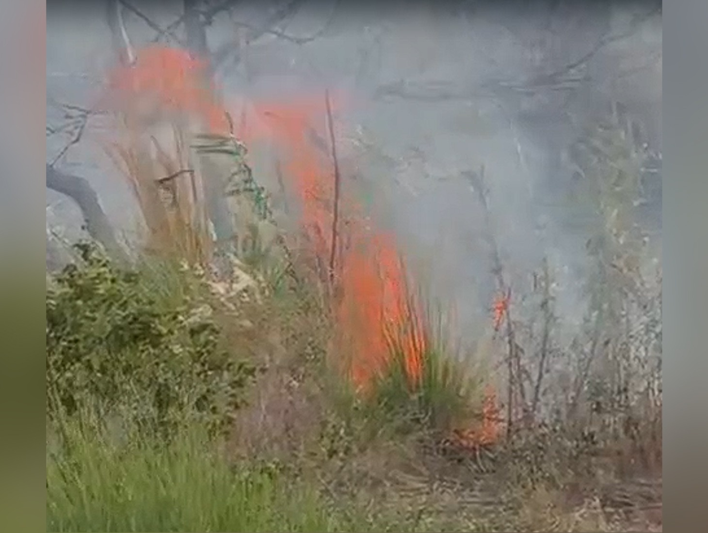 Massive Blaze Erupts in Forest Behind Gokul Welfare Society