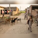 Minor Girl Dies After Being Attacked by Stray Dogs