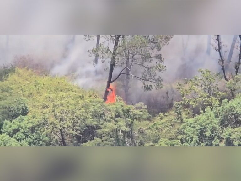 Forest department launches probe into Dhaloon forest fire, strict action promised