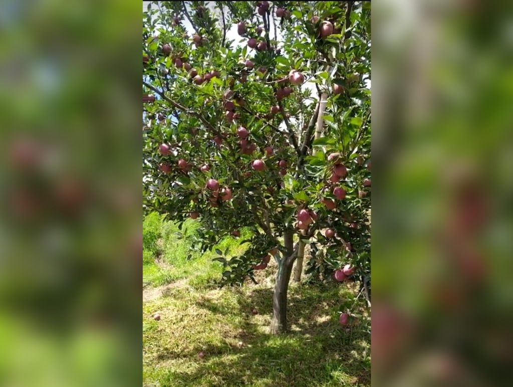 Himachal Orchardists Face Sharp Apple Crop Decline as Climate Worsens