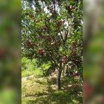 Himachal Orchardists Face Sharp Apple Crop Decline as Climate Worsens