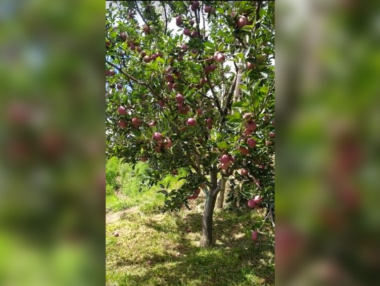 Himachal Orchardists Face Sharp Apple Crop Decline as Climate Worsens