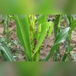 Himachal Urges Early Action Against Fall Armyworm to Protect Maize Harvest