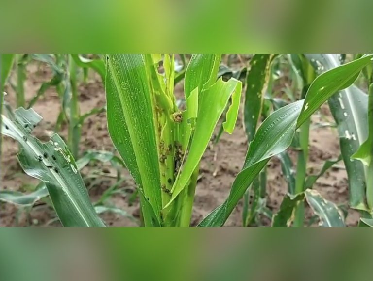 Himachal agriculture department warns farmers over rising fall armyworm threat