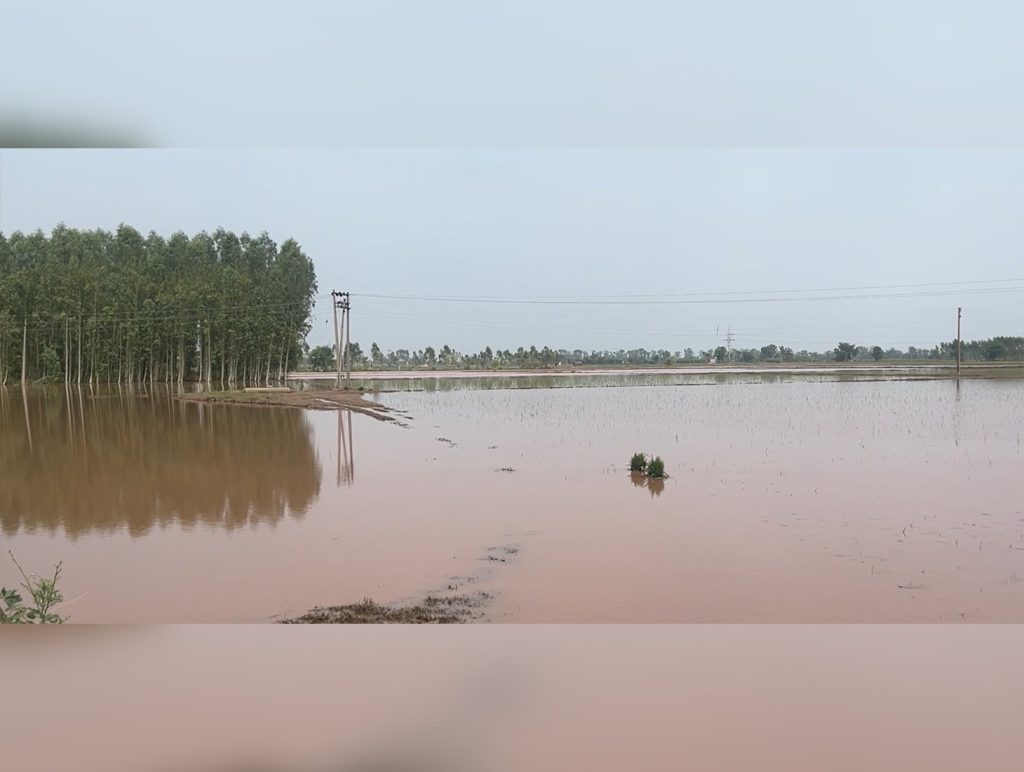 Ghaggar Water Level Drops, But Crop Damage Leaves Patiala Farmers Distressed