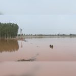 Farmers suffer heavy crop losses after Ghaggar River breaches in Patiala
