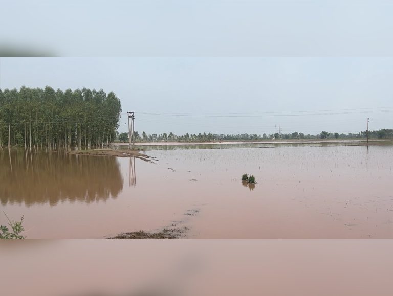 Farmers suffer heavy crop losses after Ghaggar River breaches in Patiala