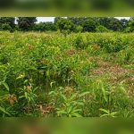 Kangra to supply 60,000 fruit saplings as monsoon plantation drive gains pace