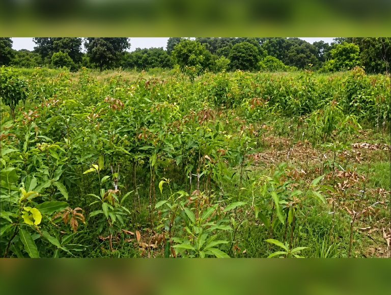 Kangra to supply 60,000 fruit saplings as monsoon plantation drive gains pace