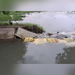 Around 100 acres of paddy flooded as canal breach hits Patiala