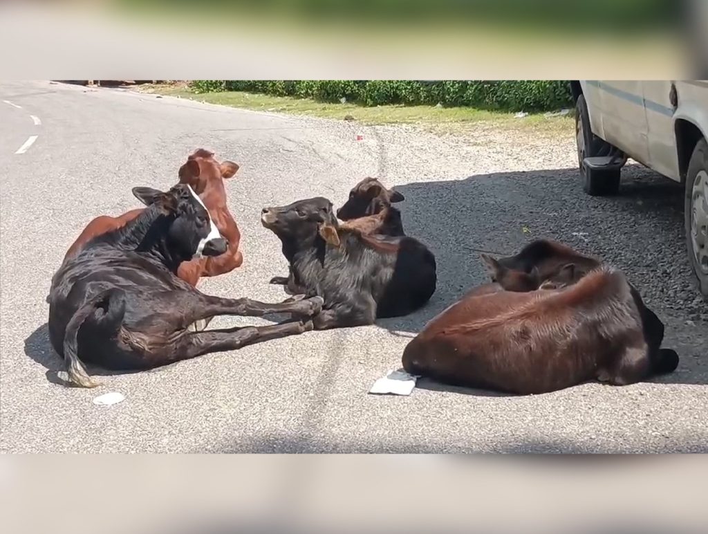6,500 stray cattle roam Kangra roads despite space in shelters