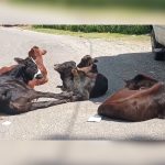 6,500 stray cattle roam Kangra roads despite space in shelters