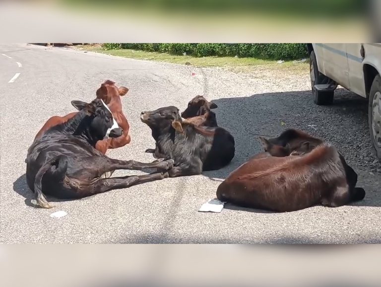 6,500 stray cattle roam Kangra roads despite space in shelters