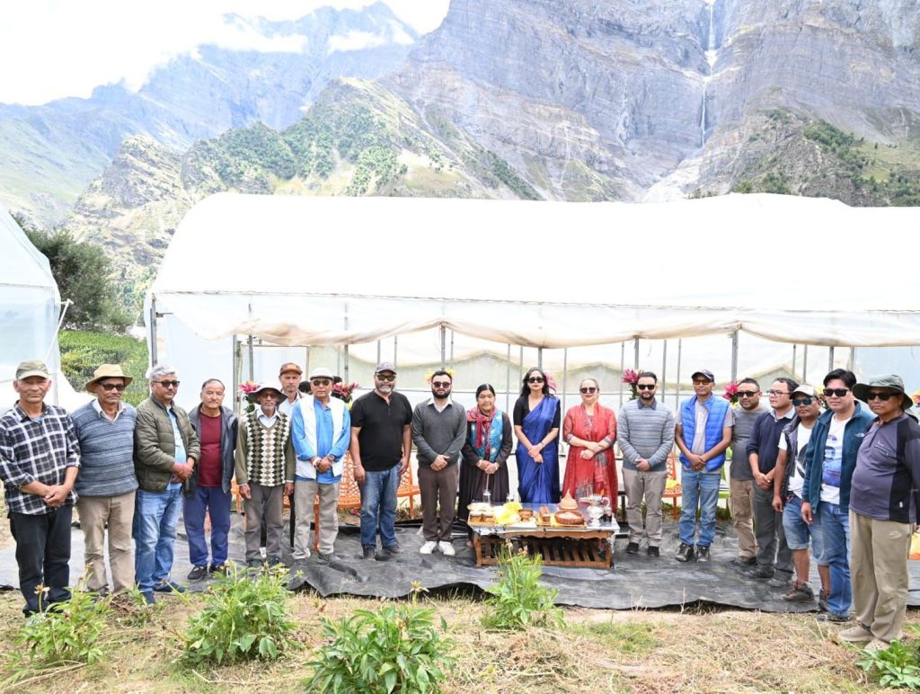 Blueberry cultivation shows promise as new cash Crop for Lahaul farmers