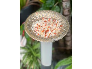white and coral hued flowers