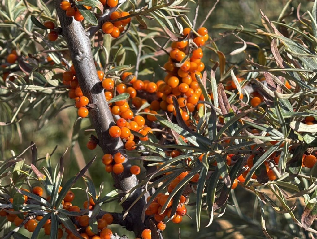 Women harvest berries as demand grows outside state