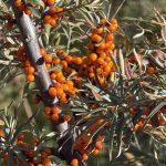 Seabuckthorn crop ready in Lahaul-Spiti
