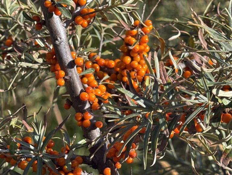 Seabuckthorn crop ready in Lahaul-Spiti